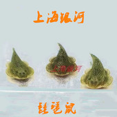 小提琴鱼清道夫鱼贵州爬岩鳅琵琶鼠鱼吃青苔除藻鱼吃垃圾鱼工具鱼