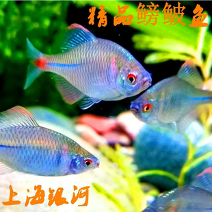 鳑鲏鱼旁皮鱼观赏鱼冷水鱼原生鱼七彩高体旁皮活体小型淡水鱼活体