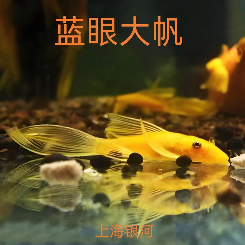 黄金大帆鱼异型鱼除藻鱼蓝眼大帆