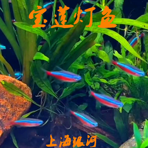 灯科鱼热带淡水鱼颜色靓丽小型鱼