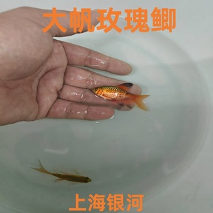 大帆玫瑰鲫鱼红玫瑰宝石鲫新手活体水族草缸闯缸冷水鱼新手好养
