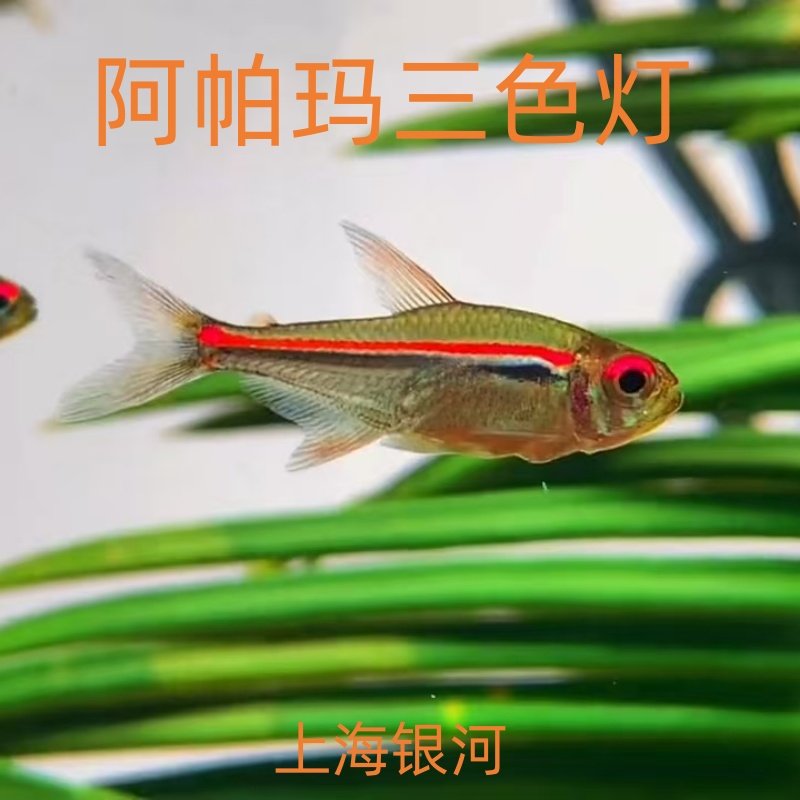阿玛帕三色灯鱼红绿灯鱼观赏鱼高端小型鱼灯科鱼草缸群游小鱼活体