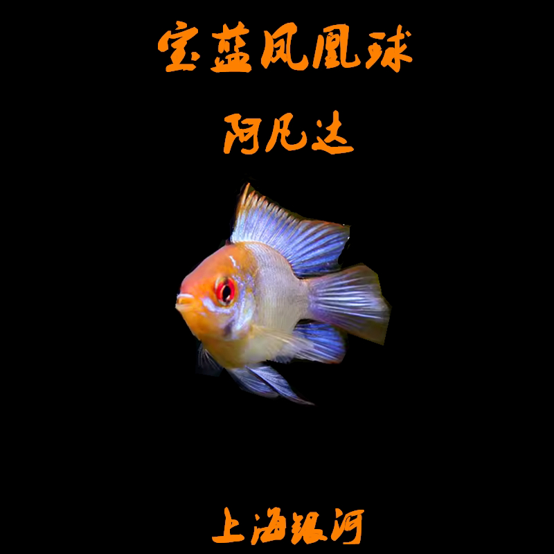 宝蓝凤凰球鱼阿凡达蓝波子桃心金波子小型热带凤凰鱼短鲷鱼活体 - 实物图