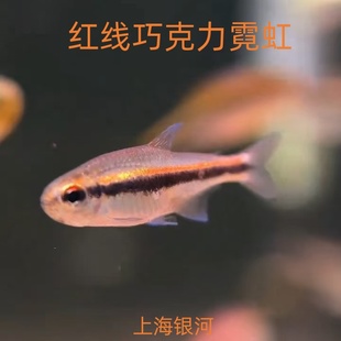 红线巧克力霓虹绯红巧克力灯鱼热带鱼高端鱼草缸鱼群游观赏鱼活体