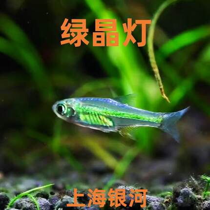 绿晶灯鱼草缸鱼小型淡水观赏鱼稀有进口透明群游灯科鱼热带活体鱼