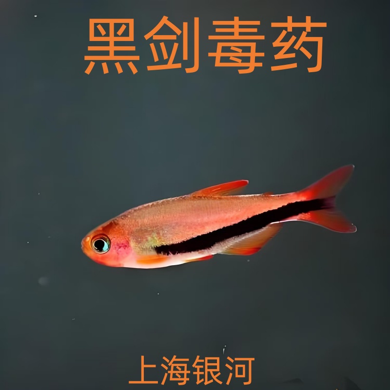 黑剑毒药魔鬼灯鱼南美稀有灯