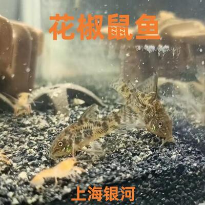 吃垃圾底层工具鱼鼠鱼热带淡水鱼