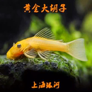 黄金大胡子异型鱼清道夫鱼蓝眼胡子小型除藻鱼工具热带鱼观赏鱼