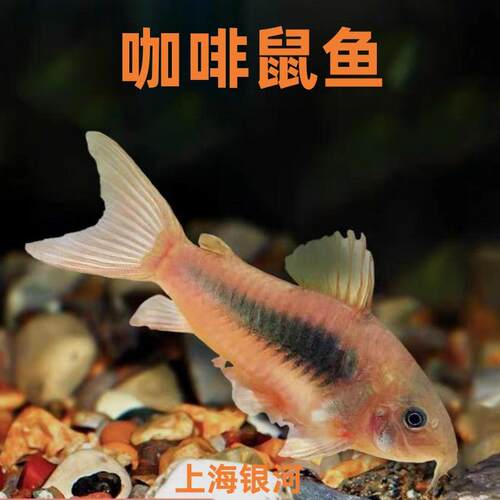 咖啡鼠鱼上海银河鼠鱼热带淡水鱼