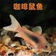 咖啡鼠鱼青铜鼠底栖鱼清理饲料残渣吃垃圾除藻鱼热带观赏清洁鼠鱼
