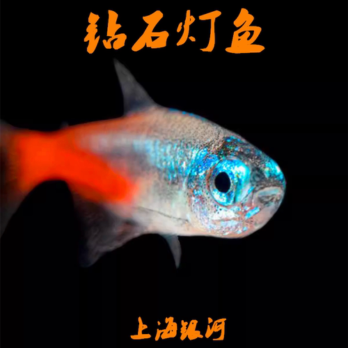 灯科鱼热带淡水鱼颜色鲜艳小型鱼
