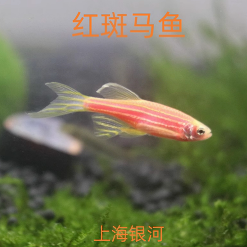 红斑马鱼蝶翼斑马鱼热带观赏鱼