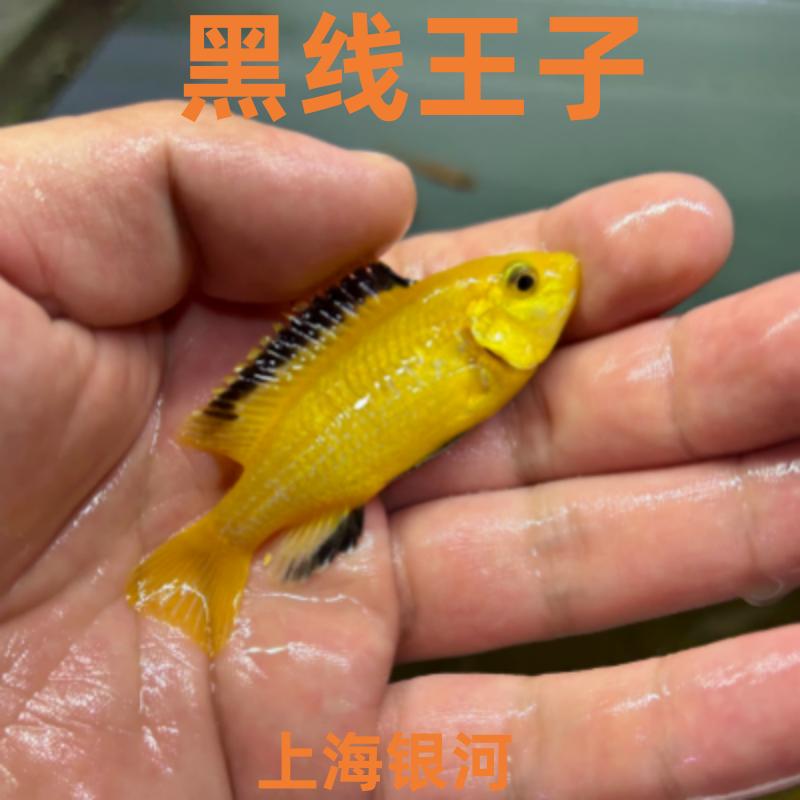 三湖慈鲷鱼雕科鱼活体非洲王子鱼
