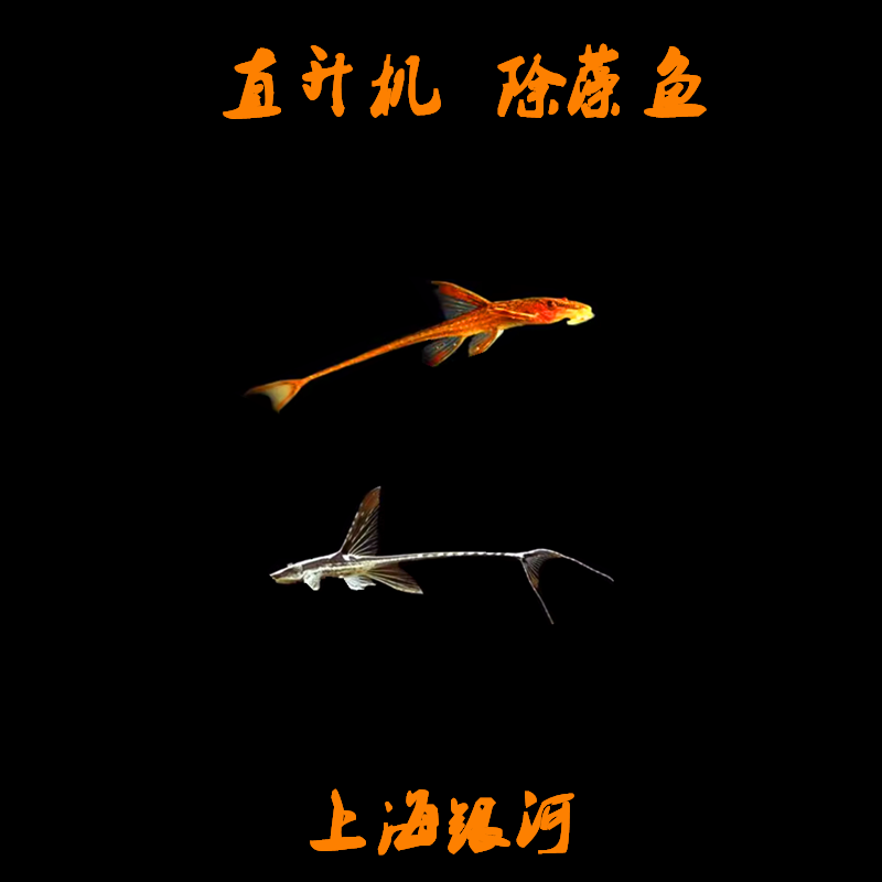 红蜻蜓直升机皇冠直升机热带鱼异型鱼观赏工具鱼除藻鱼异形鱼活体