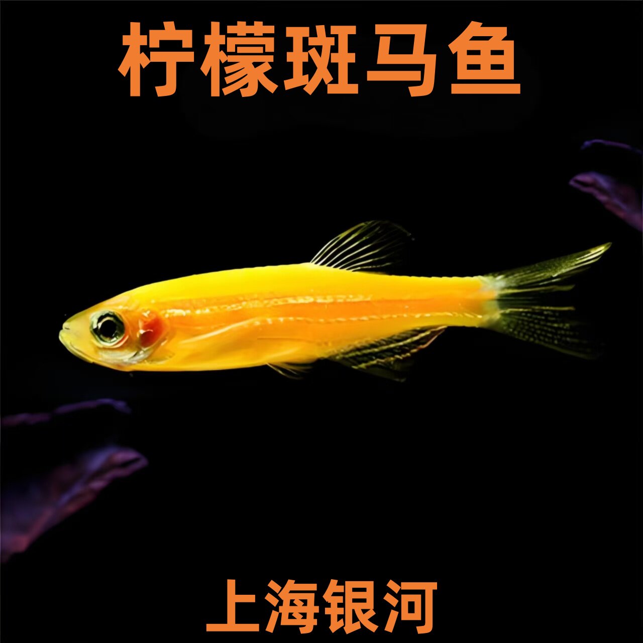 柠檬斑马鱼蝶翼斑马鱼热带观赏鱼孔雀鱼灯科鱼小型活体鱼淡水好养