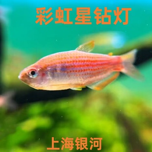 彩虹星钻灯鱼观赏鱼彩虹星钻帝王草缸鱼南美小型鱼热带观赏鱼活体