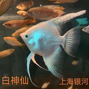 神仙鱼白神仙鱼雪燕鱼热带鱼观赏鱼活体鱼埃及神仙鱼燕子鱼热带鱼