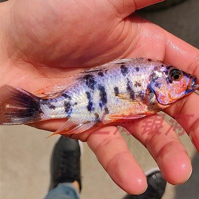 三湖慈鲷活体 热带观赏鱼小型淡水阿里鲷鱼马雕非洲王子好养耐活