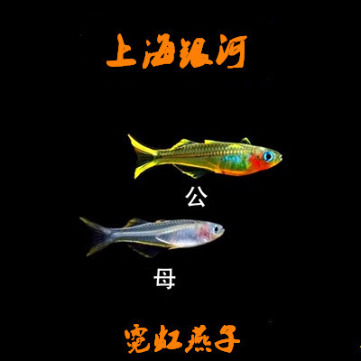 灯科鱼热带淡水鱼小型鱼好养易活