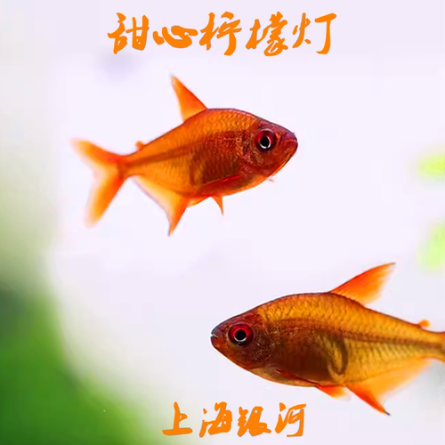 热带淡水鱼群游鱼灯科鱼颜色喜庆