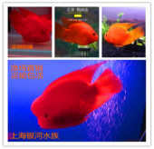 血鹦鹉鱼元 宝鱼活体发财鱼风水鱼中大型热带观赏鱼红财神鹦鹉鱼