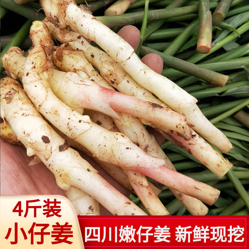 四川新鲜小仔姜芽姜嫩芽鲜姜嫩生姜嫩仔嫩子姜醋姜现挖4斤装包邮_虎窝淘
