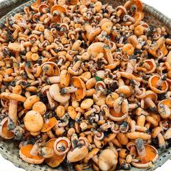 湘西特产山珍新鲜蘑菇野生菌黄枞菌六月菌菌寒菌雁鹅菌500克包邮