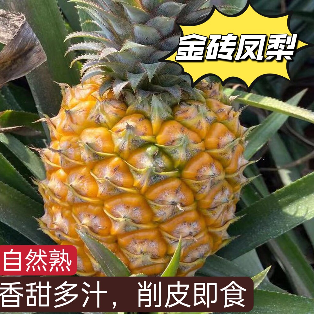 海南金钻凤梨5斤当季新鲜热带水凤梨
