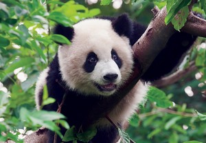 香港进口减压益智拼图300片年度新品国宝熊猫送外国友人panda