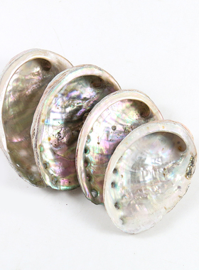 鲍鱼贝壳石决明小摆件水族馆装饰物首饰收纳盒鼠尾草水族馆树脂画