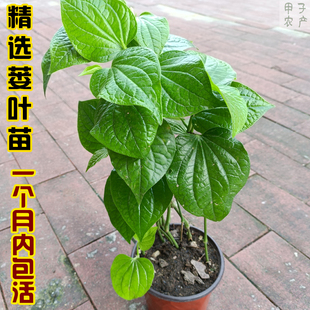 假蒌苗假蒌叶苗假娄叶苗蛤蒌苗哈喽苗蛤蝼苗篓叶苗捞叶苗蛤篓叶苗