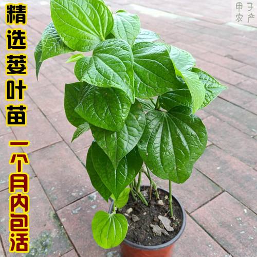 假蒌苗假蒌叶苗假娄叶苗蛤蒌苗哈喽苗蛤蝼苗篓叶苗捞叶苗蛤篓叶苗