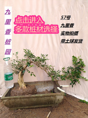 九里香树桩盆景素材造型桩黄杨雀梅小苗盆栽阳台室内植物花木树苗