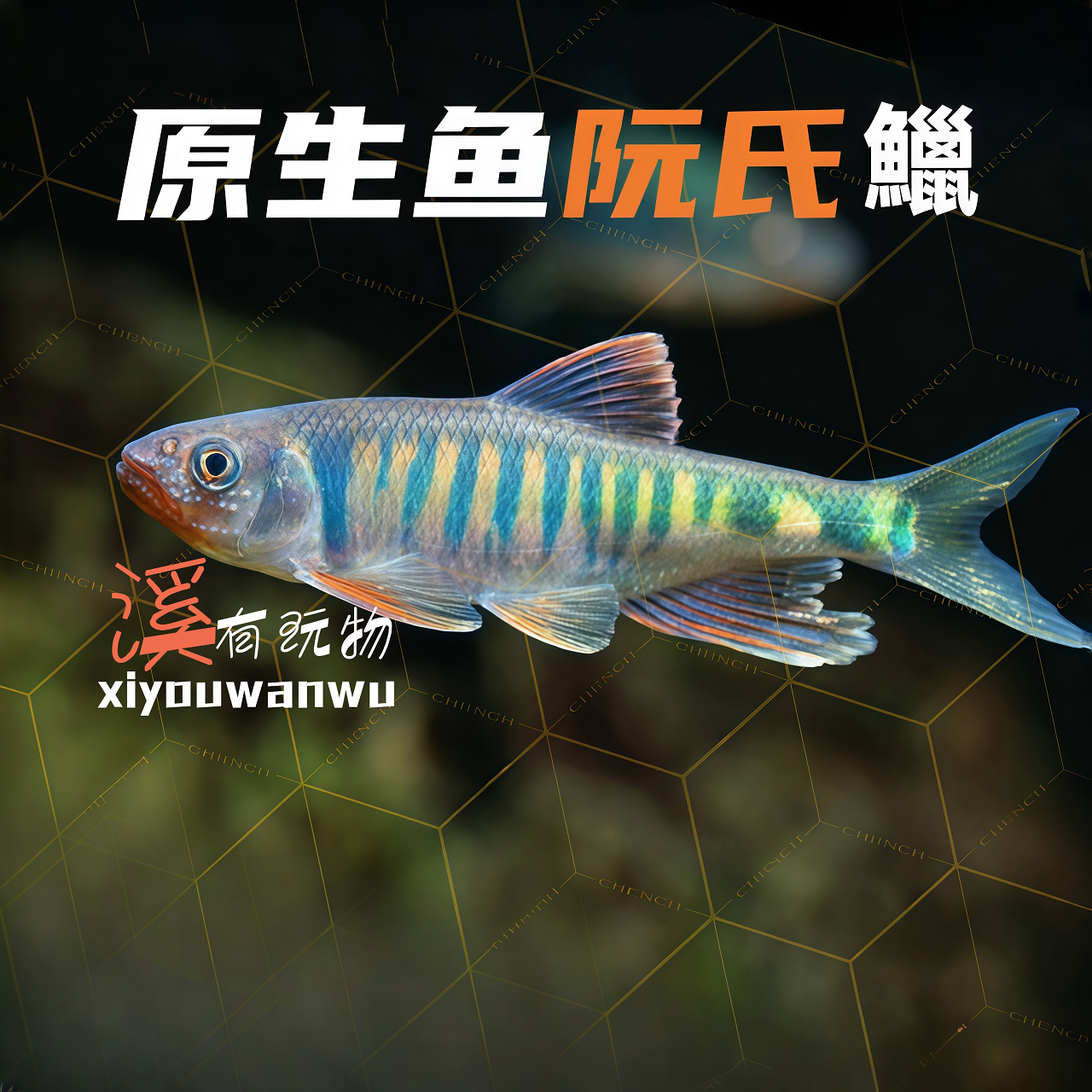 原生鱼阮氏马口鱼观赏鱼