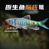 原生鱼阮氏马口鱼耐活好养性格温和便宜小鱼广温鱼小型活体观赏鱼