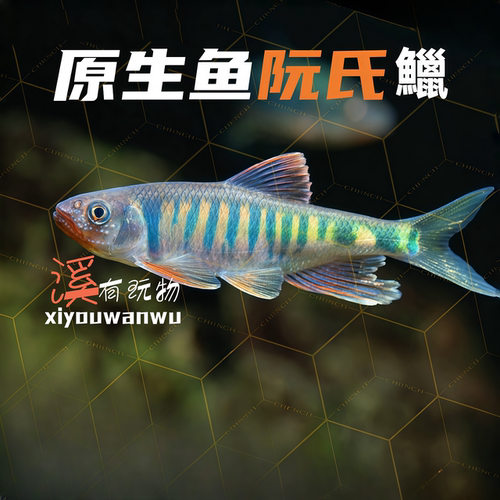 原生鱼阮氏马口鱼观赏鱼