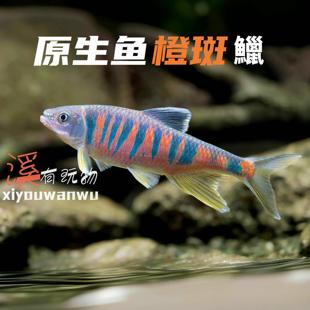 观赏鱼橙斑鱲溪流鱼桃花鱼宠物鱼便宜小鱼淡水小型原生鱼活体小鱼
