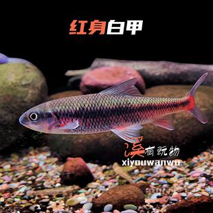 观赏鱼红身白甲冷水鱼原生鱼杂食鱼2025溪流鱼稀有观赏鱼活体