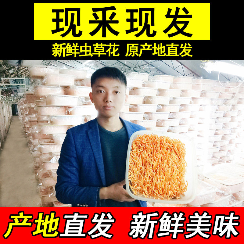 现采新鲜虫草花鲜草500g北虫草金虫草蛹虫草菇孢子头农家蔬菜1斤