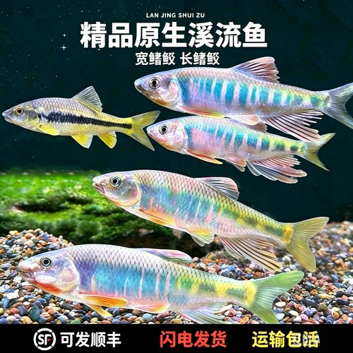 原生鱼观赏长鳍鱲一眉道人冷水溪哥桃花小溪马口鱼冷水群游鱼
