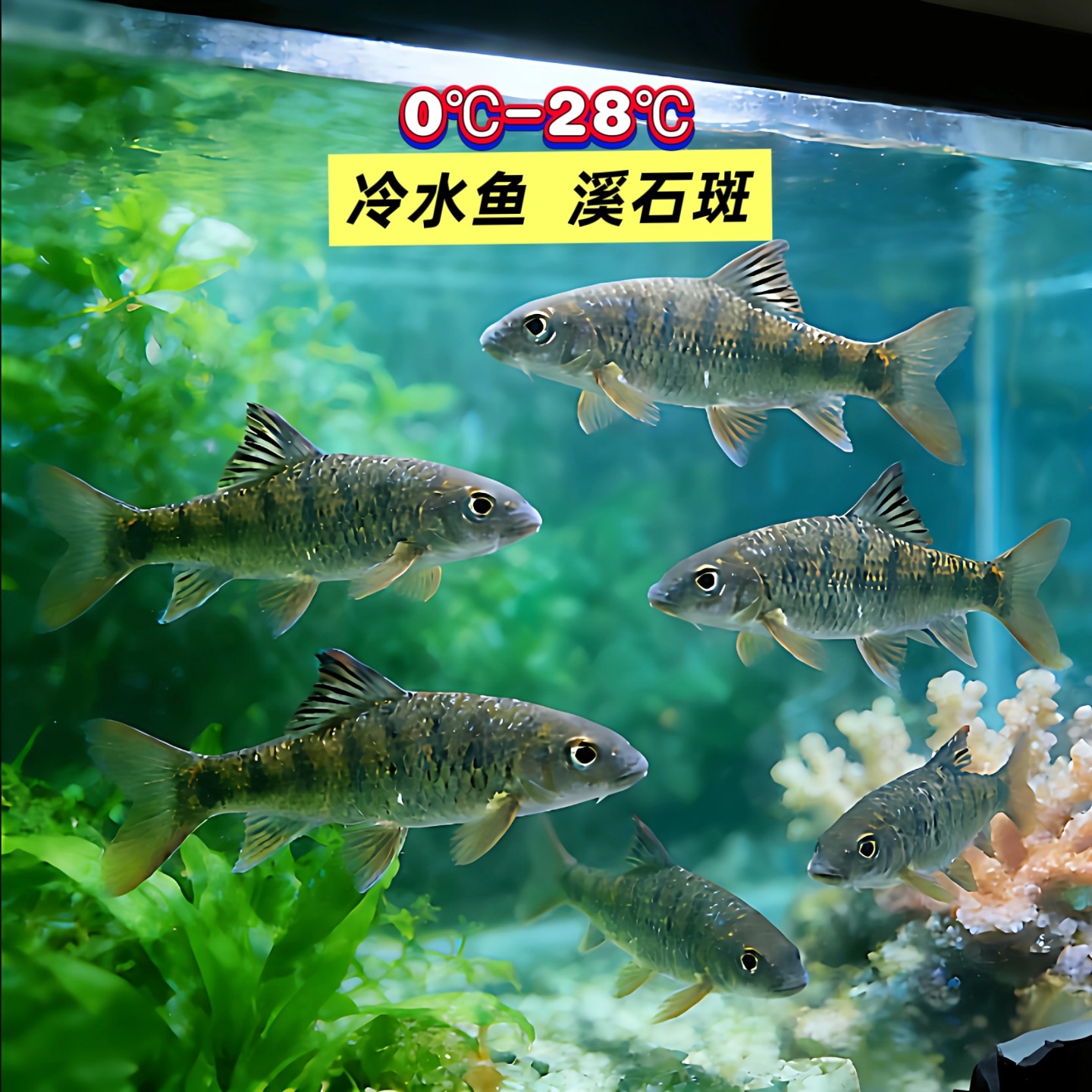 冷水溪石斑鱼观赏鱼鳑鲏宽鳍鱲底栖原生鱼群游鱼溪流缸造景光唇鱼