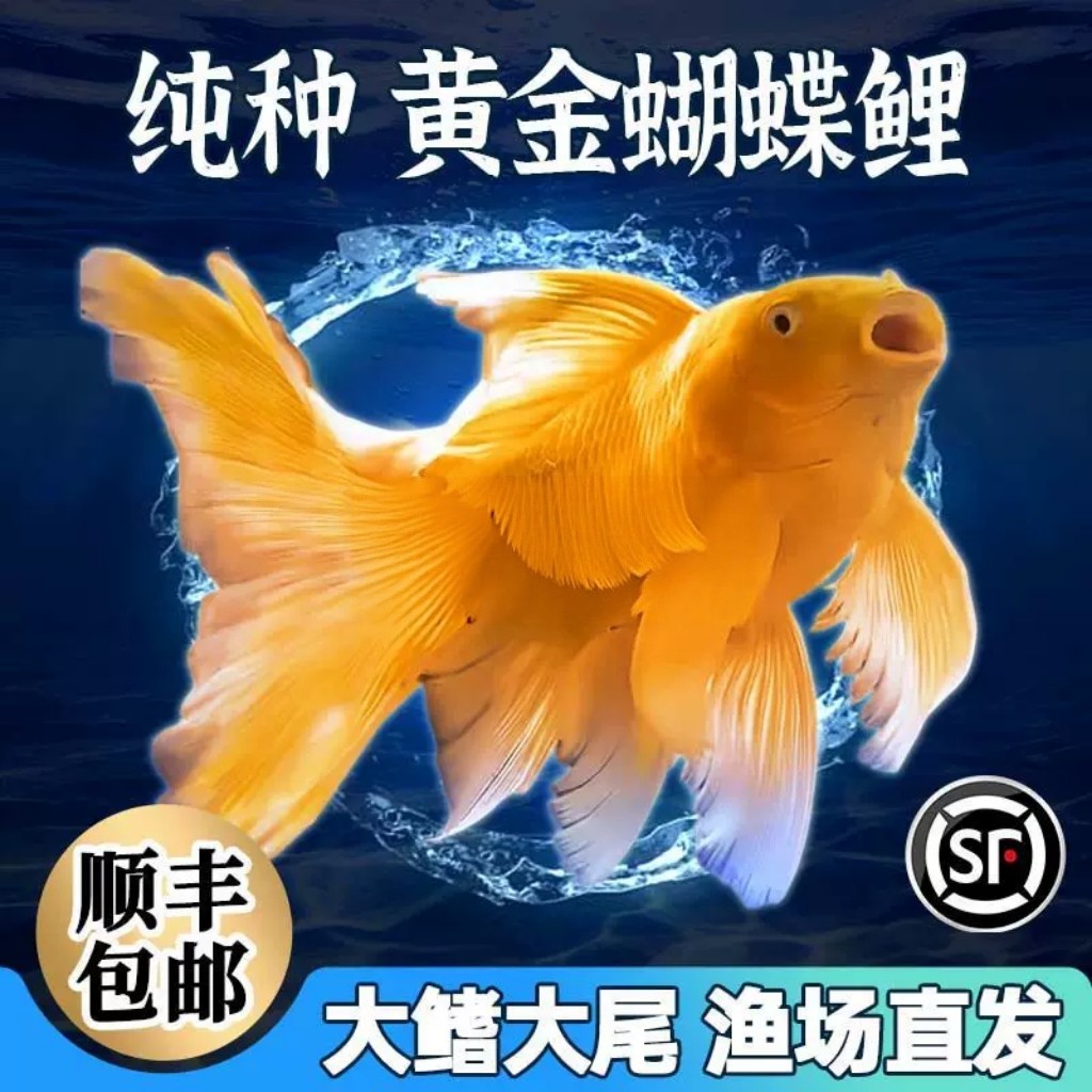 蝴蝶鲤进口重金属蝴蝶鲤观赏鱼冷水鱼古铜蝴蝶鲤熊猫蝴蝶鲤活体鱼