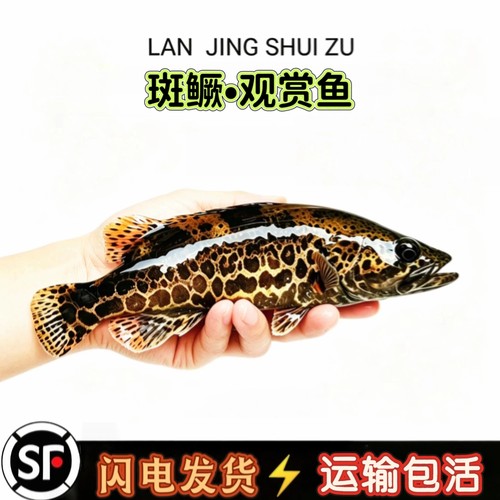 斑鳜观赏鱼斑鳜鱼老虎鳜圆桶鳜鲈鱼石斑凶猛淡水鳜鱼运输包活
