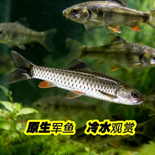 原生活体溪流缸群游观赏冷水成观赏金孔雀热带淡水鱼观赏小型
