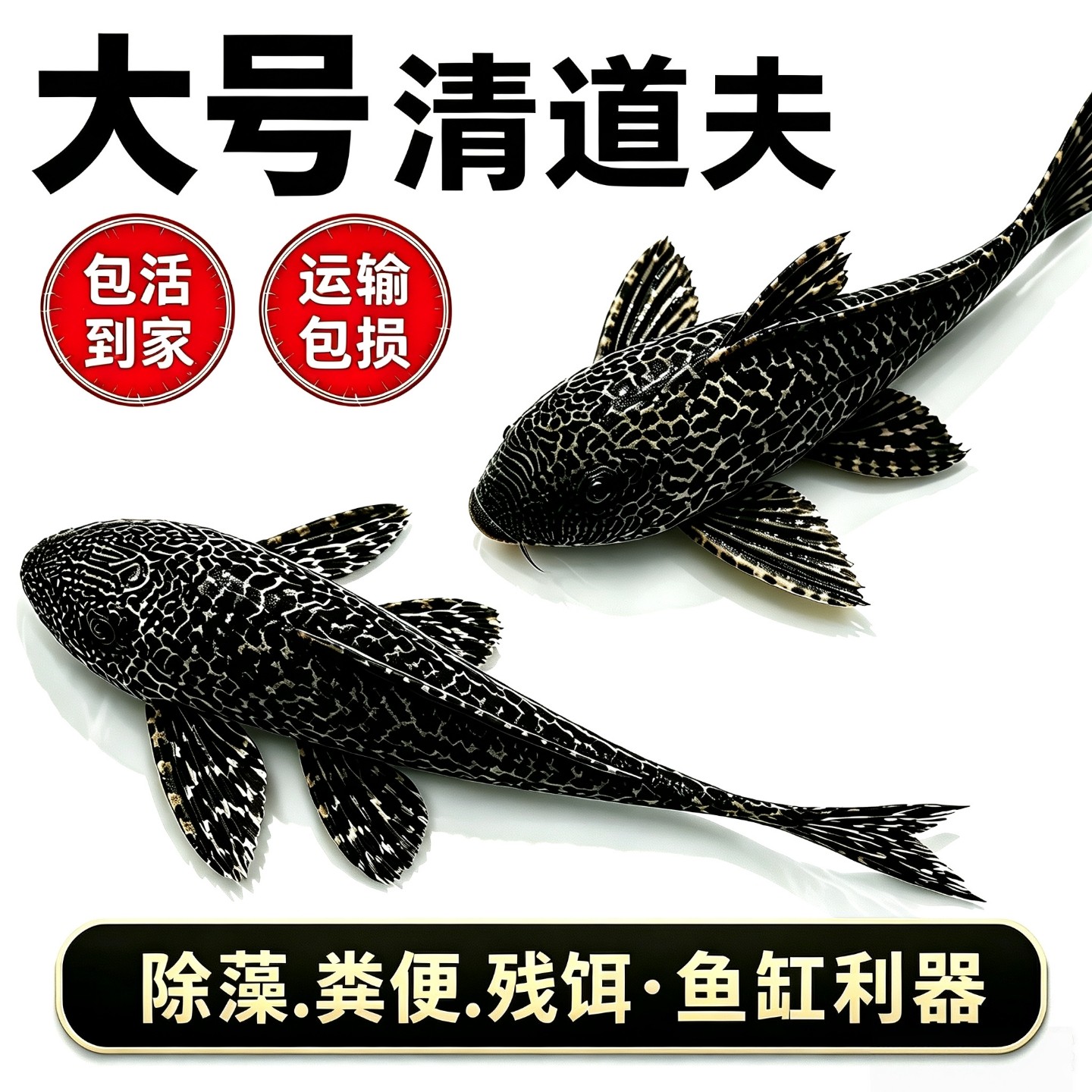 大型鱼缸清道夫鱼户外鱼池清道夫