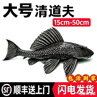 大号清道夫鱼吃粪便淡水鱼清洁鱼缸清洁工具鱼