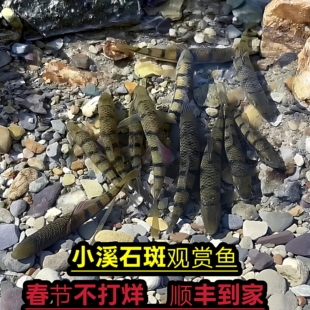 小溪鱼石斑鱼冷水鱼活体观赏鱼宽鳍鱲小金鱼鳑鲏底栖鱼棒花麦穗鱼