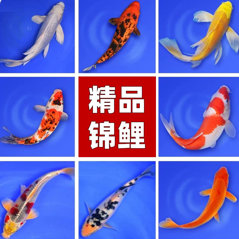 一池锦鲤鱼淡水观赏鱼