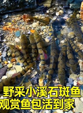 小溪石斑鱼活体鱼苗宽鳍鱲长鳍鱲鳑鲏原生鱼冷水溪流缸群游观赏鱼
