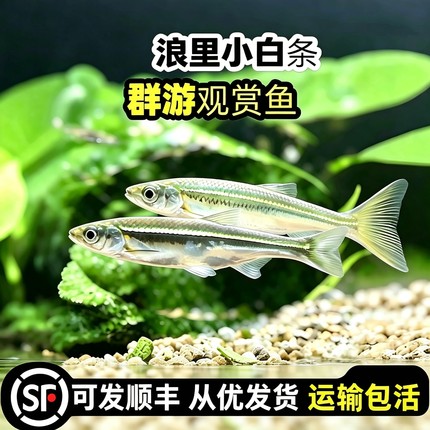 一眉道人群游浪里小白条鱼闯缸鱼原生鱼冷水观赏溪流缸底砂造景鱼